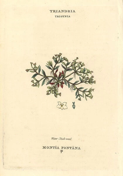 Water chickweed, Montia fontana