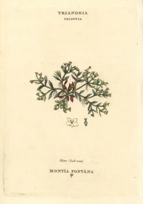 Framed Print : Water chickweed, Montia fontana Framed Print : Water chickweed, Montia fontana