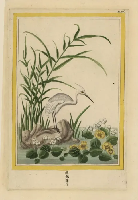 Framed Print : Water crowfoot, Ranunculus species Framed Print : Water crowfoot, Ranunculus species