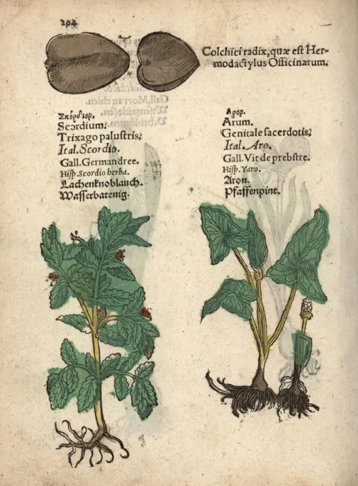 Framed Print : Water germander, Teucrium scordium, arum, Arum maculatum Framed Print : Water germander, Teucrium scordium, arum, Arum maculatum