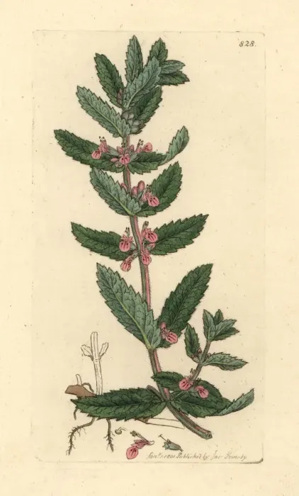 Framed Print : Water germander, Teucrium scordium Framed Print : Water germander, Teucrium scordium