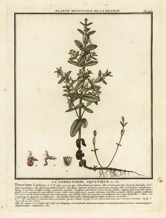 Framed Print : Water germander, Teucrium scordium Framed Print : Water germander, Teucrium scordium