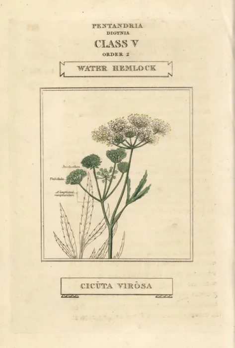 Framed Print : Water hemlock, Cicuta virosa Framed Print : Water hemlock, Cicuta virosa