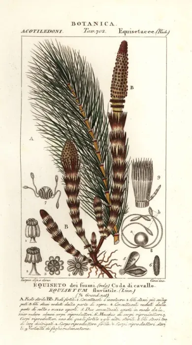 Framed Print : Water horsetail, Equisetum fluviatile Framed Print : Water horsetail, Equisetum fluviatile