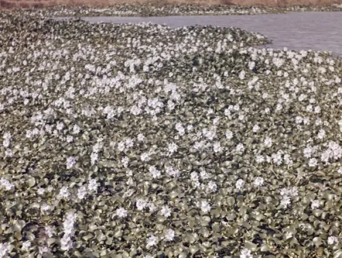 Framed Print : Water hyacinths in paddy field - Rangoon