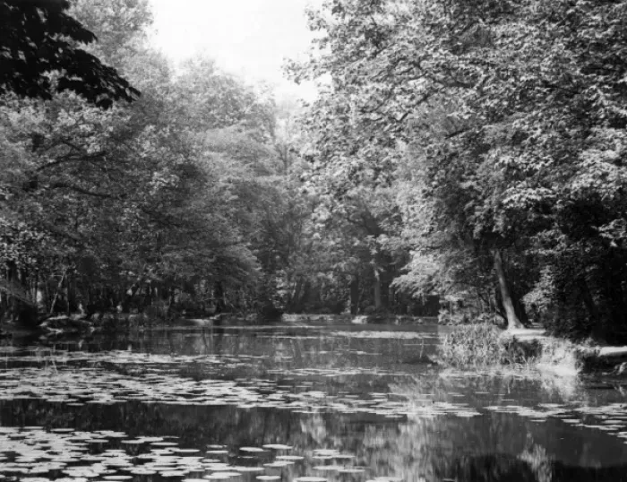 Framed Print : Water Lilies at Wanstead Framed Print : Water Lilies at Wanstead