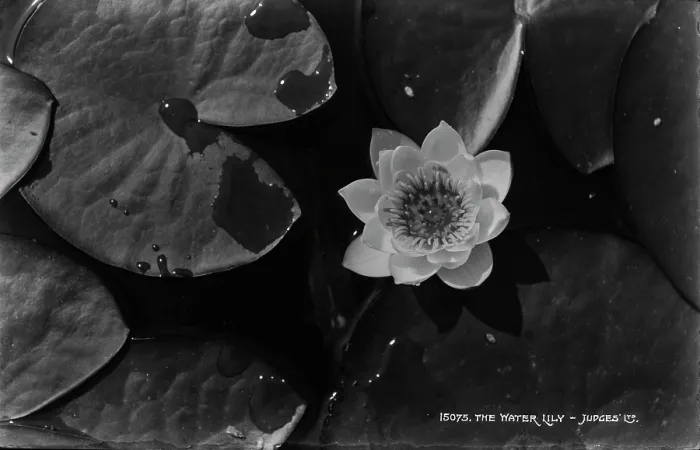 Framed Print : The Water Lily Framed Print : The Water Lily