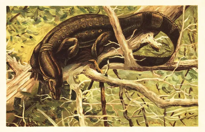 Framed Print : Water monitor lizard, Varanus salvator Framed Print : Water monitor lizard, Varanus salvator