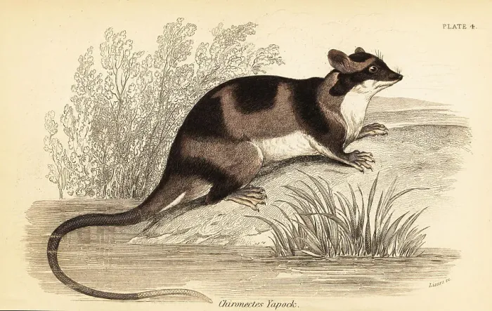 Framed Print : Water opossum or yapok, Chironectes minimus Framed Print : Water opossum or yapok, Chironectes minimus