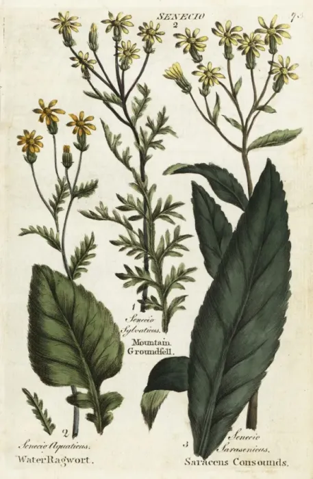 Framed Print : Water ragwort, mountain groundsel and saracens consounds Framed Print : Water ragwort, mountain groundsel and saracens consounds