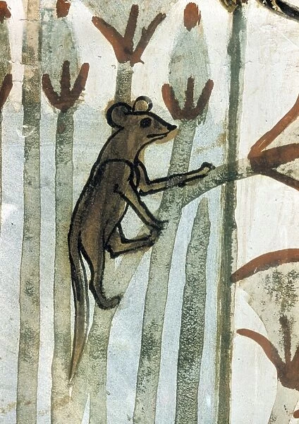 Water Rat Climbing Papyrus