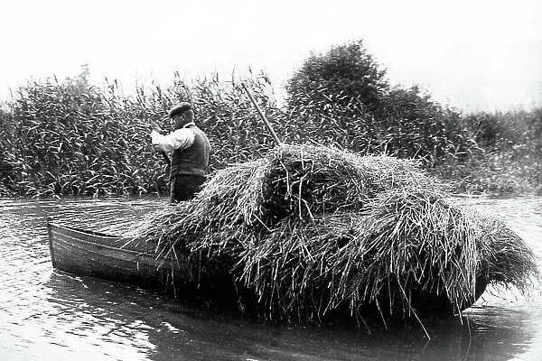 Water reed cutter, East Anglia, early 1900s