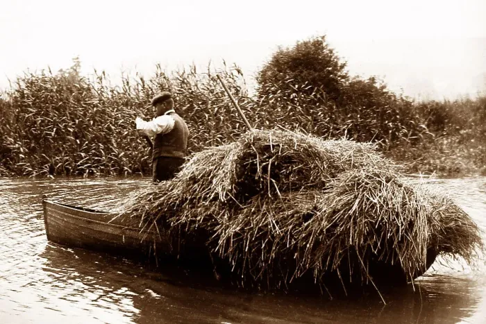 Framed Print : Water reed cutter, East Anglia, early 1900s Framed Print : Water reed cutter, East Anglia, early 1900s