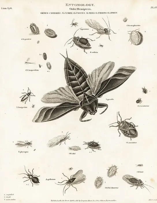 Framed Print : Water scorpion, aphid, bedbug, and scale insects Framed Print : Water scorpion, aphid, bedbug, and scale insects
