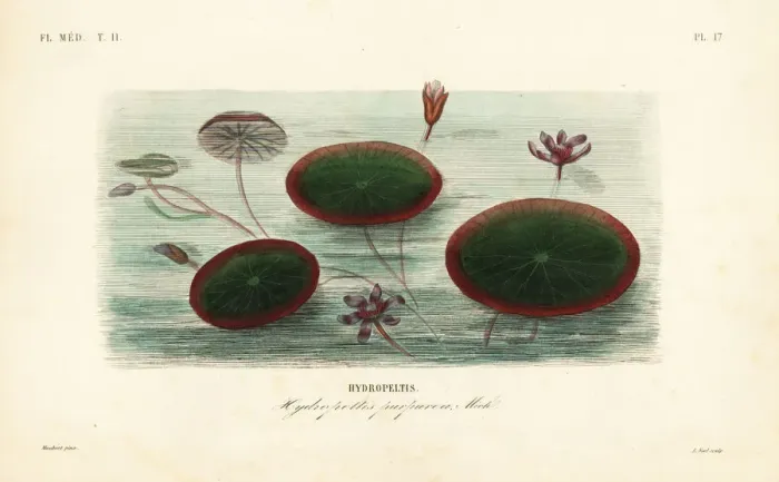 Framed Print : Water-shield, Brasenia schreberi, Hydropeltis purpurea Framed Print : Water-shield, Brasenia schreberi, Hydropeltis purpurea