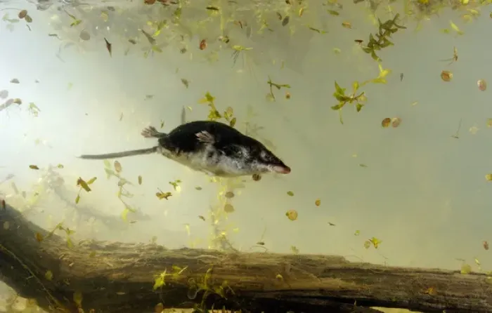 Framed Print : Water shrew Framed Print : Water shrew