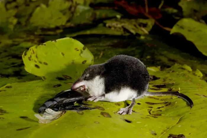 Framed Print : Water shrew, adult, devours a water beetle Framed Print : Water shrew, adult, devours a water beetle