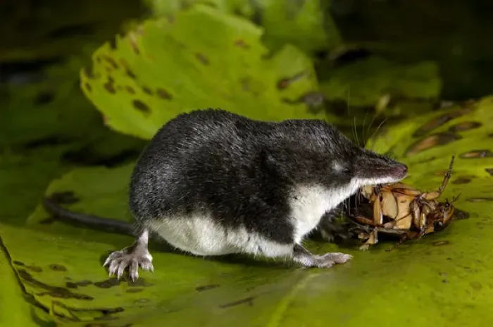 Framed Print : Water shrew, adult, devours a water beetle (a predatious Framed Print : Water shrew, adult, devours a water beetle (a predatious
