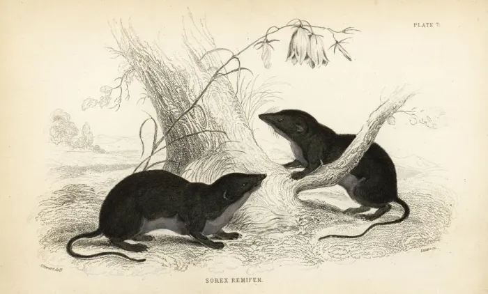 Framed Print : Water shrew, Neomys fodiens Framed Print : Water shrew, Neomys fodiens