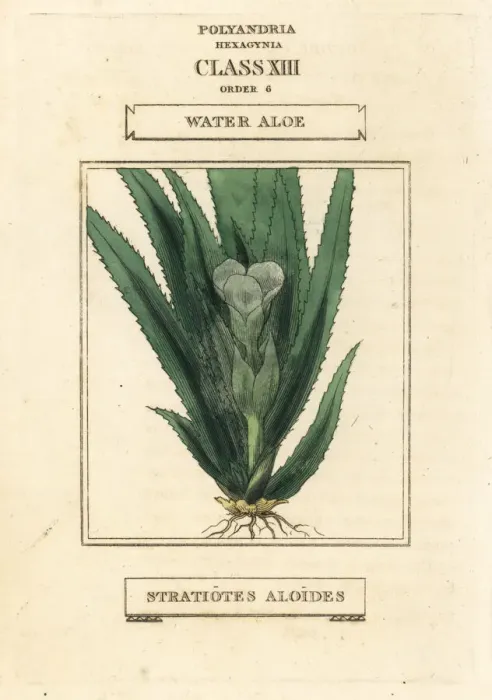 Framed Print : Water soldier or water aloe, Stratiotes aloides Framed Print : Water soldier or water aloe, Stratiotes aloides
