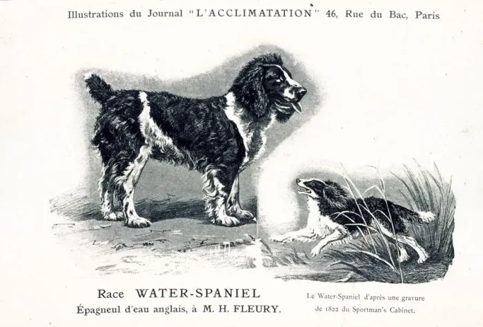 Framed Print : Water Spaniel Dog Framed Print : Water Spaniel Dog