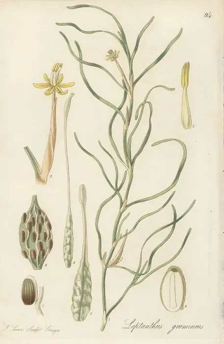 Framed Print : Water stargrass, Heteranthera dubia Framed Print : Water stargrass, Heteranthera dubia