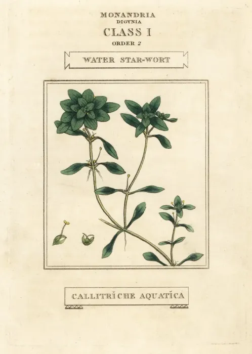 Framed Print : Water starwort, Callitriche palustris Framed Print : Water starwort, Callitriche palustris