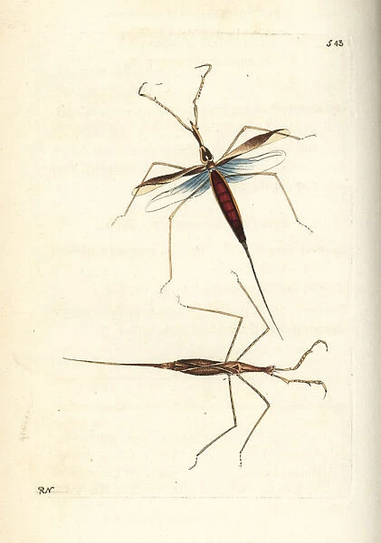 Water stick insect, Ranatra linearis