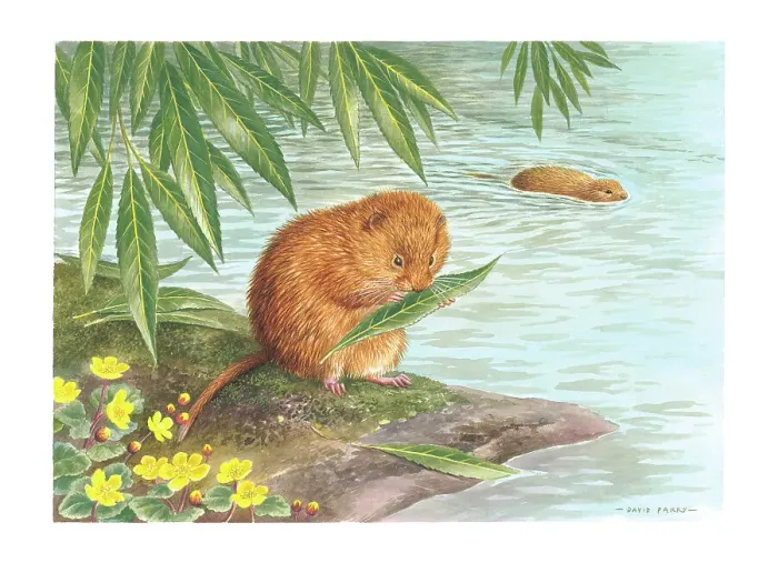 Framed Print : Water Voles