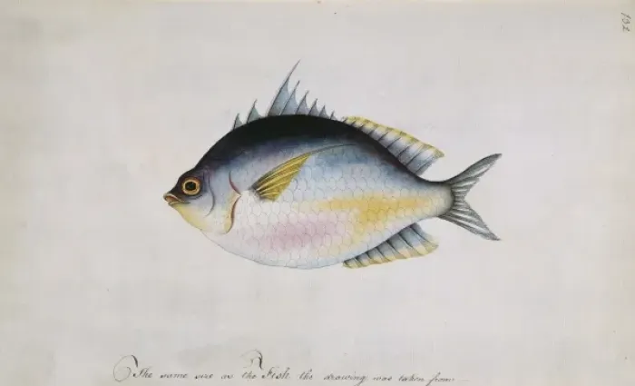Framed Print : Watercolour 66 from the Watling Collection Framed Print : Watercolour 66 from the Watling Collection