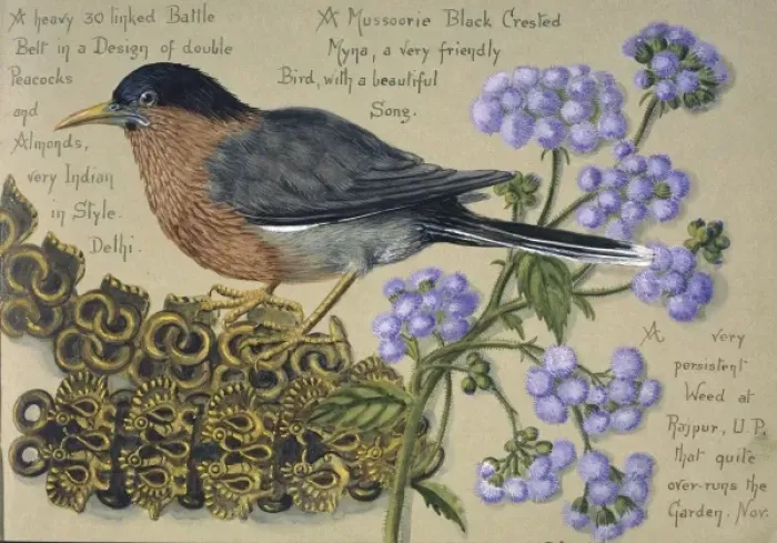 Framed Print : Watercolour of a bird by Olivia Fanny Tonge Framed Print : Watercolour of a bird by Olivia Fanny Tonge