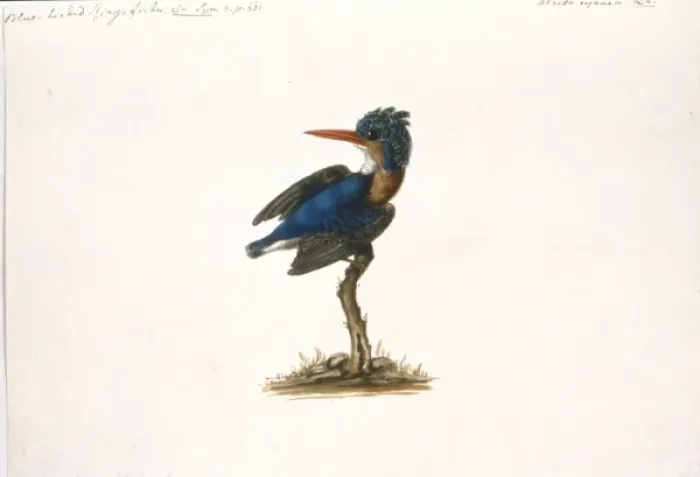 Framed Print : Watercolour fomr the Sir Ashton Lever Collection Framed Print : Watercolour fomr the Sir Ashton Lever Collection