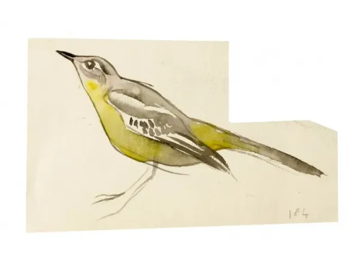 Framed Print : Watercolour study of a bird Framed Print : Watercolour study of a bird