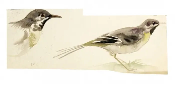 Framed Print : Watercolour study of birds Framed Print : Watercolour study of birds