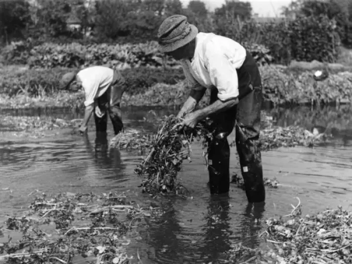 Framed Print : Watercress Cultivation Framed Print : Watercress Cultivation