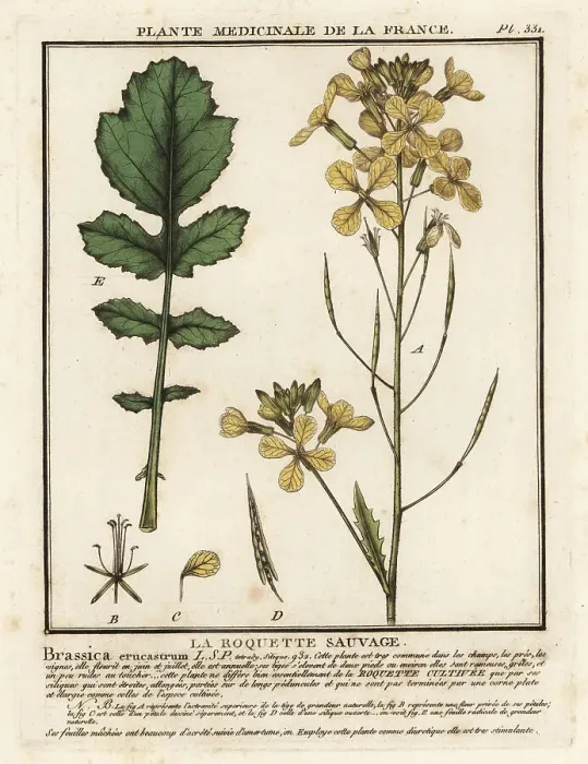 Framed Print : Watercress-leaved rocket, Erucastrum nasturtiifolium Framed Print : Watercress-leaved rocket, Erucastrum nasturtiifolium
