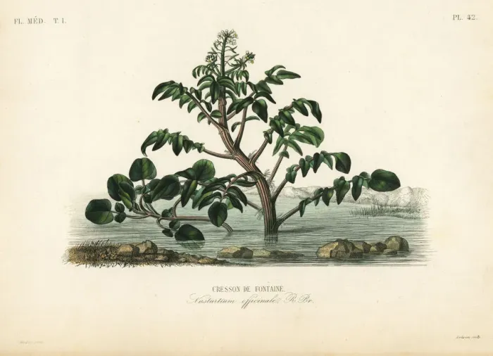 Framed Print : Watercress or yellowcress, Nasturtium officinale Framed Print : Watercress or yellowcress, Nasturtium officinale