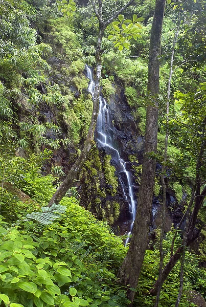 A waterfall in Ferney Forest