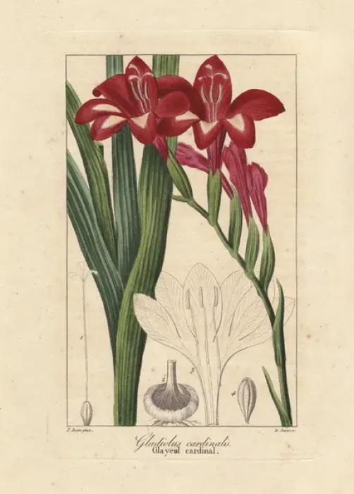 Framed Print : Waterfall gladiolus, Gladiolus cardinalis Framed Print : Waterfall gladiolus, Gladiolus cardinalis