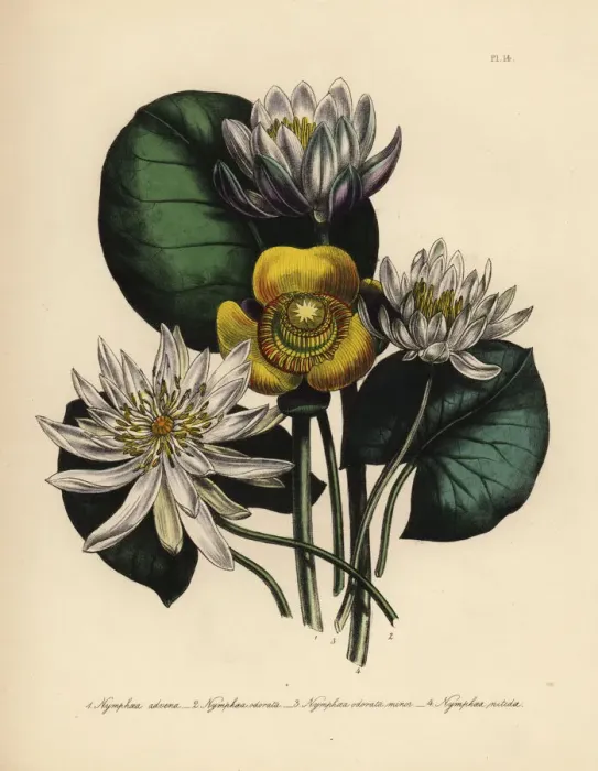 Framed Print : Waterlily species Framed Print : Waterlily species