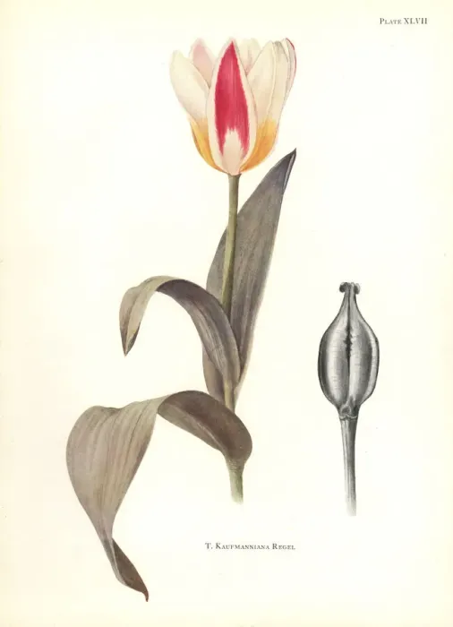 Framed Print : Waterlily tulip, Tulipa kaufmanniana Framed Print : Waterlily tulip, Tulipa kaufmanniana