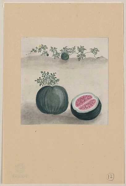 Watermelon with plant growing in the background