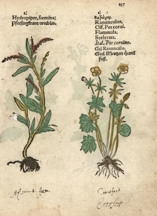 Framed Print : Waterpepper, Persicaria hydropiper, and water-crowfoot