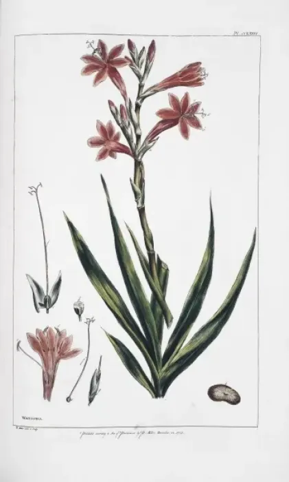 Framed Print : Watsonia meriana L. bulbillifera Framed Print : Watsonia meriana L. bulbillifera