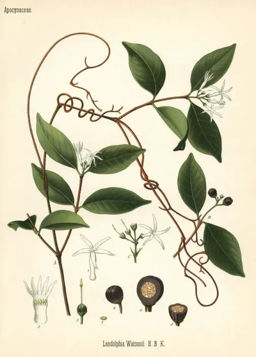 Framed Print : Watsons landolphia, Landolphia watsoniana Framed Print : Watsons landolphia, Landolphia watsoniana