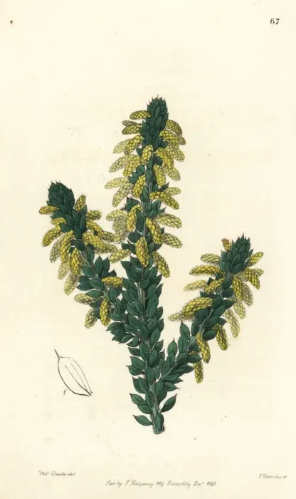 Framed Print : Wattle, Acacia verticillata subsp. ruscifolia Framed Print : Wattle, Acacia verticillata subsp. ruscifolia