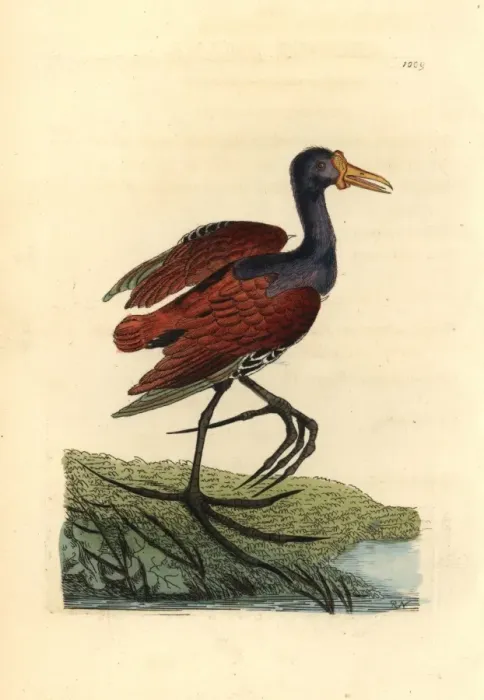 Framed Print : Wattled jacana, Jacana jacana