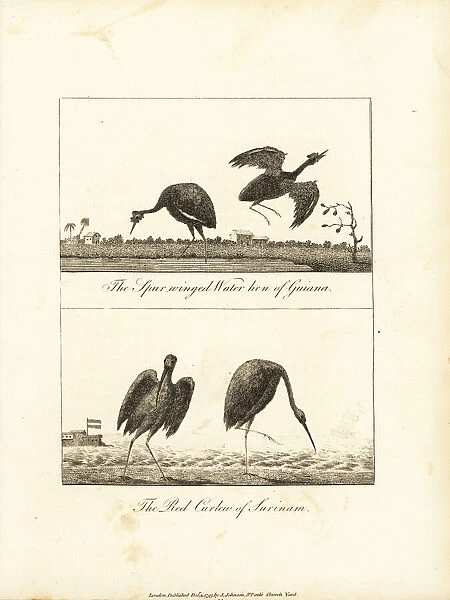 Wattled jacana and scarlet ibis