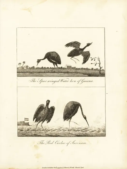 Framed Print : Wattled jacana and scarlet ibis Framed Print : Wattled jacana and scarlet ibis