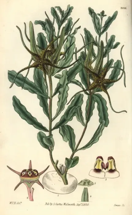 Framed Print : Waved-leaved brachystelma, Brachystelma crispum Framed Print : Waved-leaved brachystelma, Brachystelma crispum